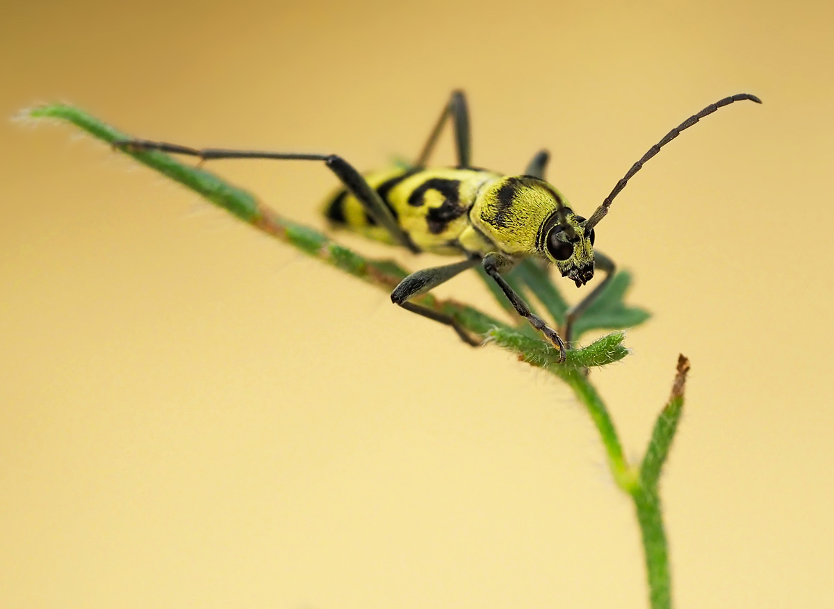 Variabler Widderbock (Chlorophorus varius)