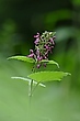 Es müssen nicht immer Orchideen sein