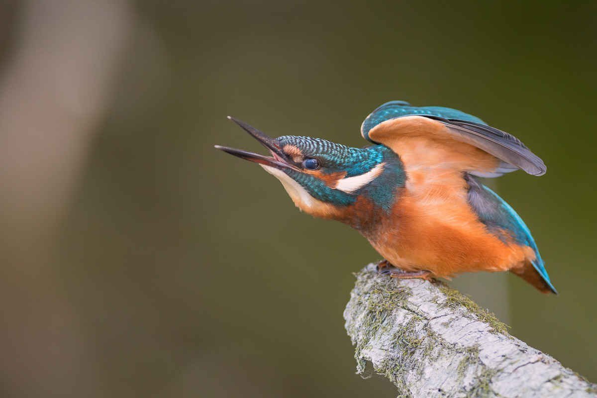 Jungeisvogel