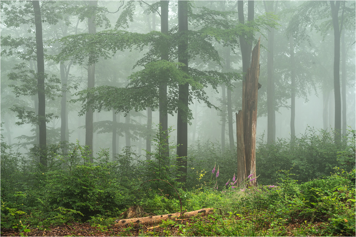 Frischer Wald von heute Morgen