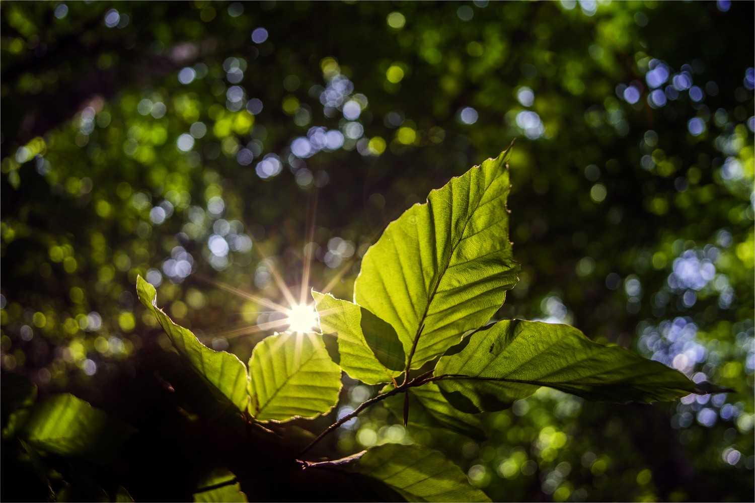 Ein Sommertagstraum