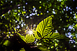 Ein Sommertagstraum