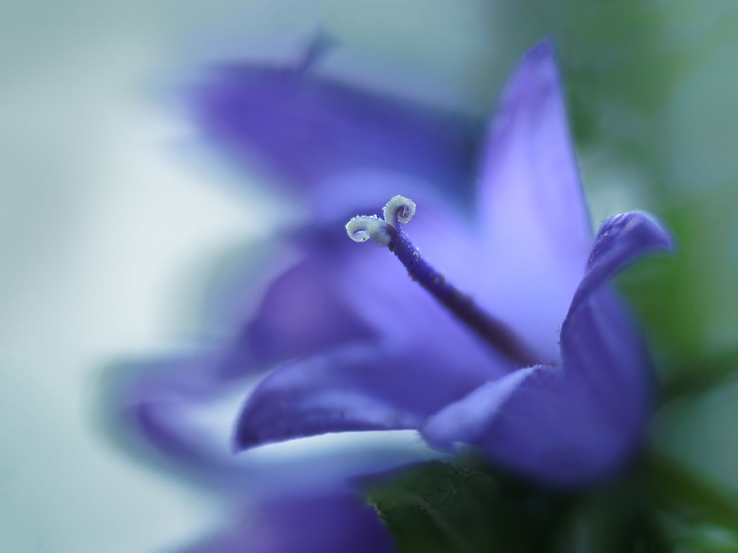 Bei den Glockenblumen
