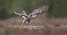 Habicht (Accipiter gentilis)