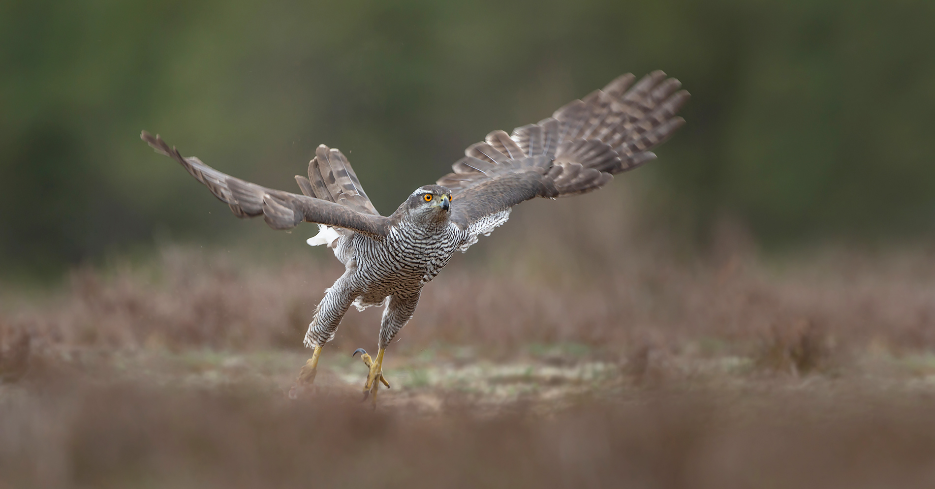 Habicht (Accipiter gentilis)