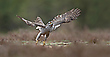 Habicht (Accipiter gentilis)