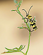 Variabler Widderbock (Chlorophorus varius) (2)