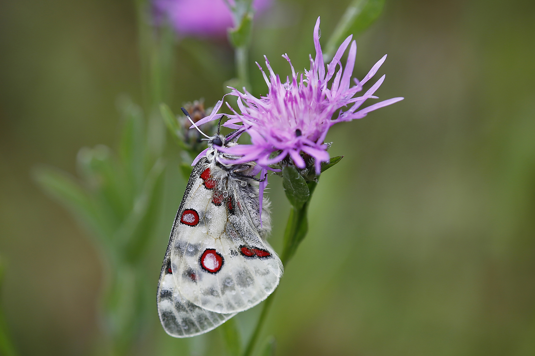 Parnassius apollo