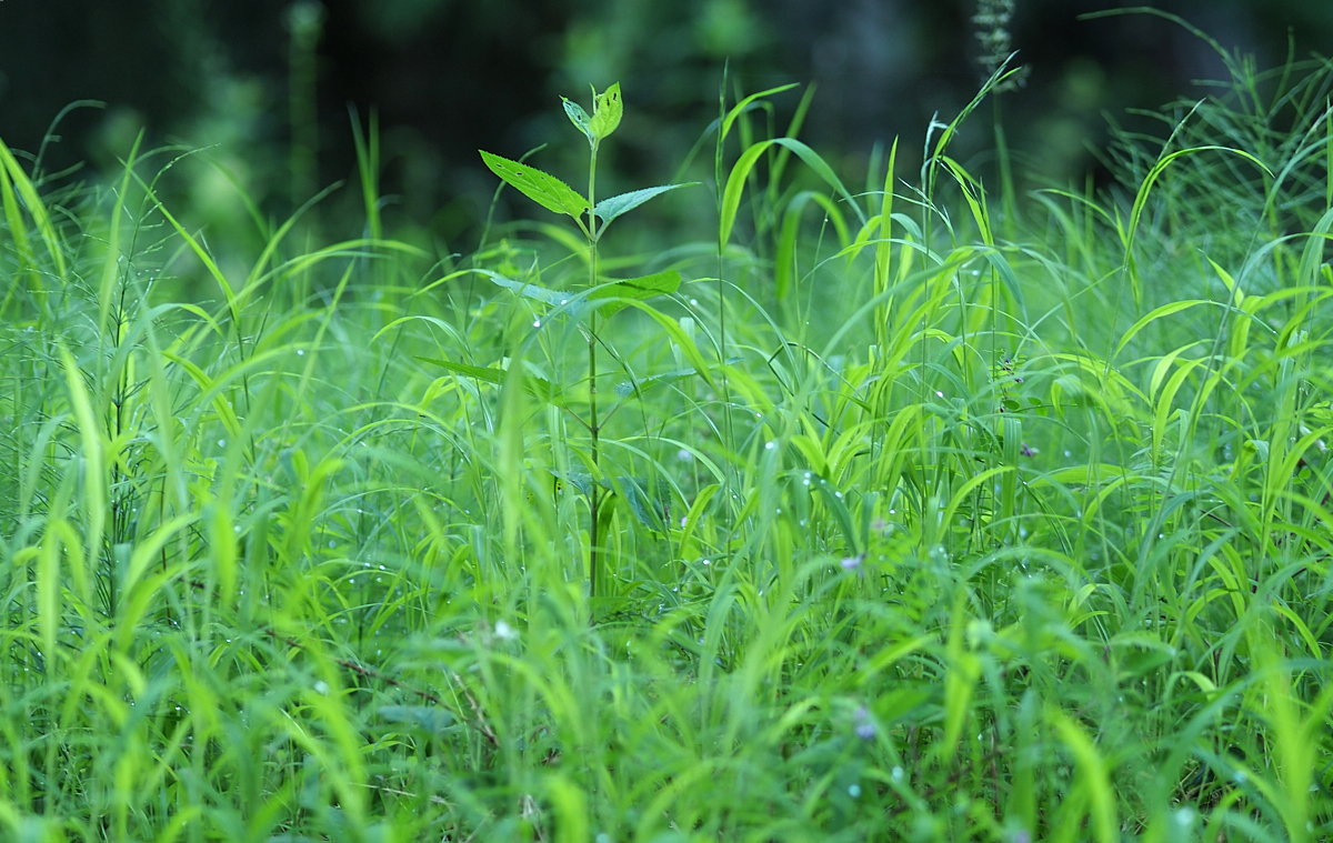 Im Gras