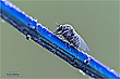 Ein winziger Passagier ...