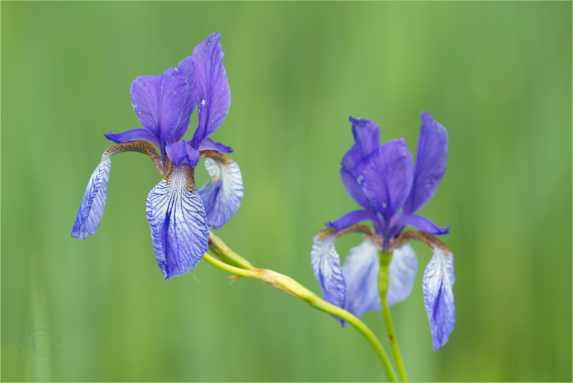 ‚Krummstengel’