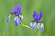 ‚Krummstengel’