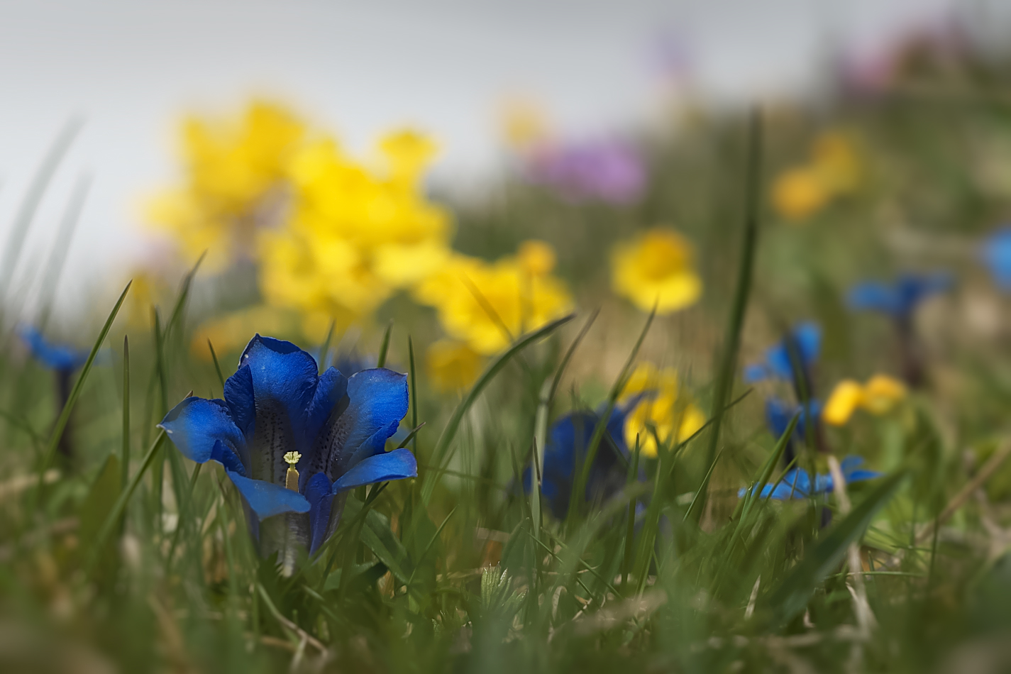 Alpenblümchen