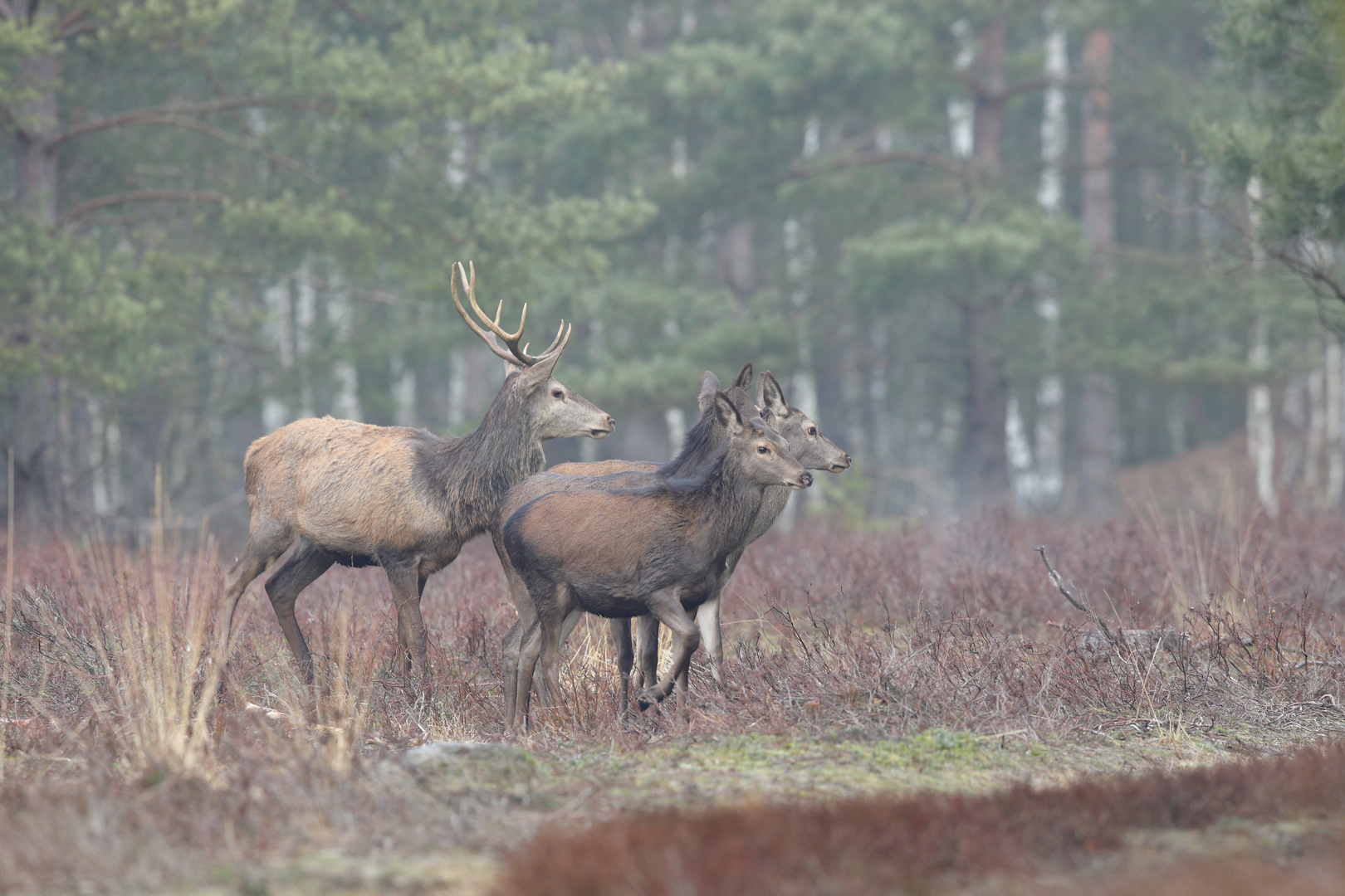 Gruppe Rotwild