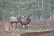 Gruppe Rotwild