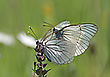 Schmetterlingskampf