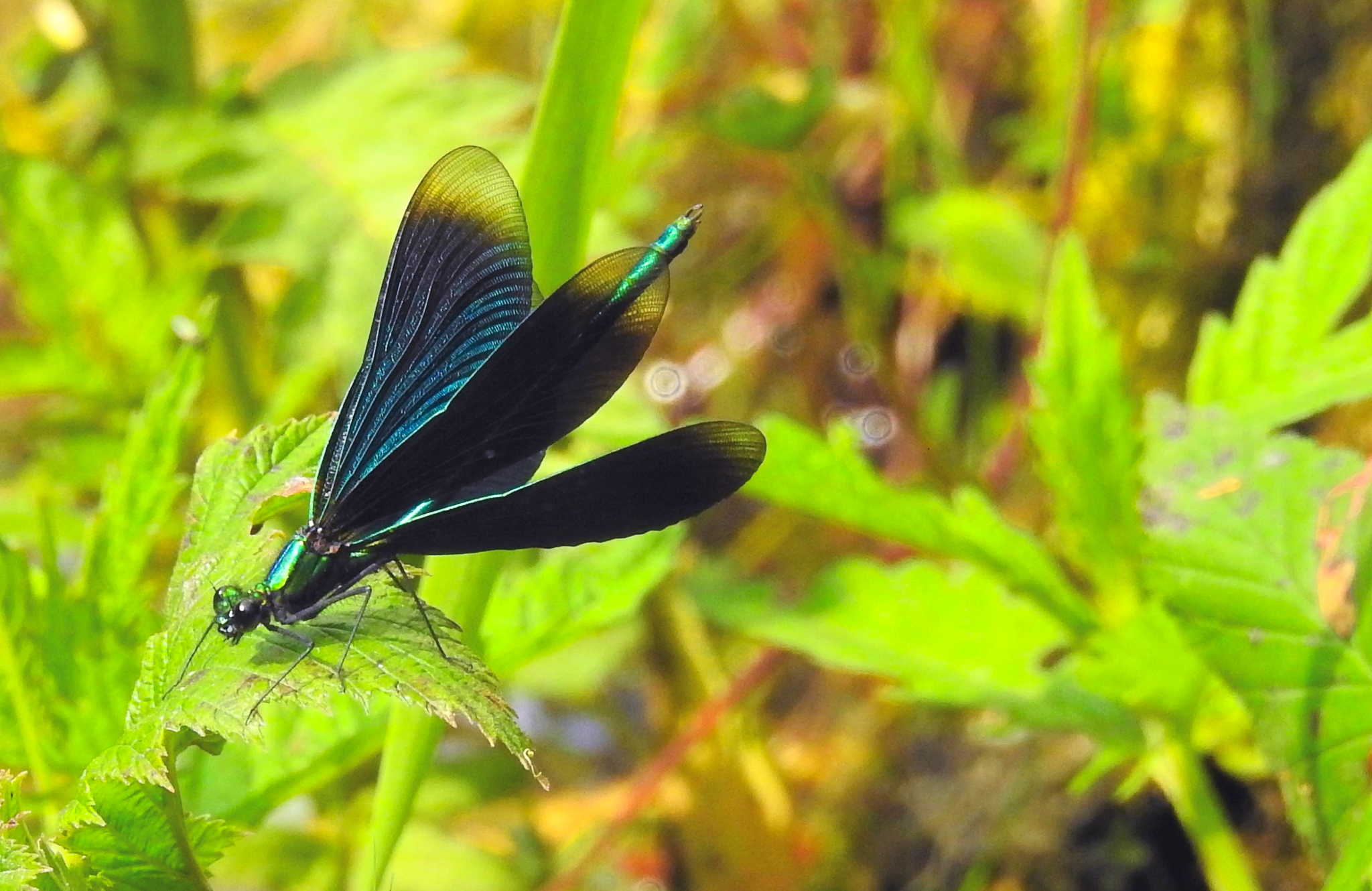 Prachtlibelle