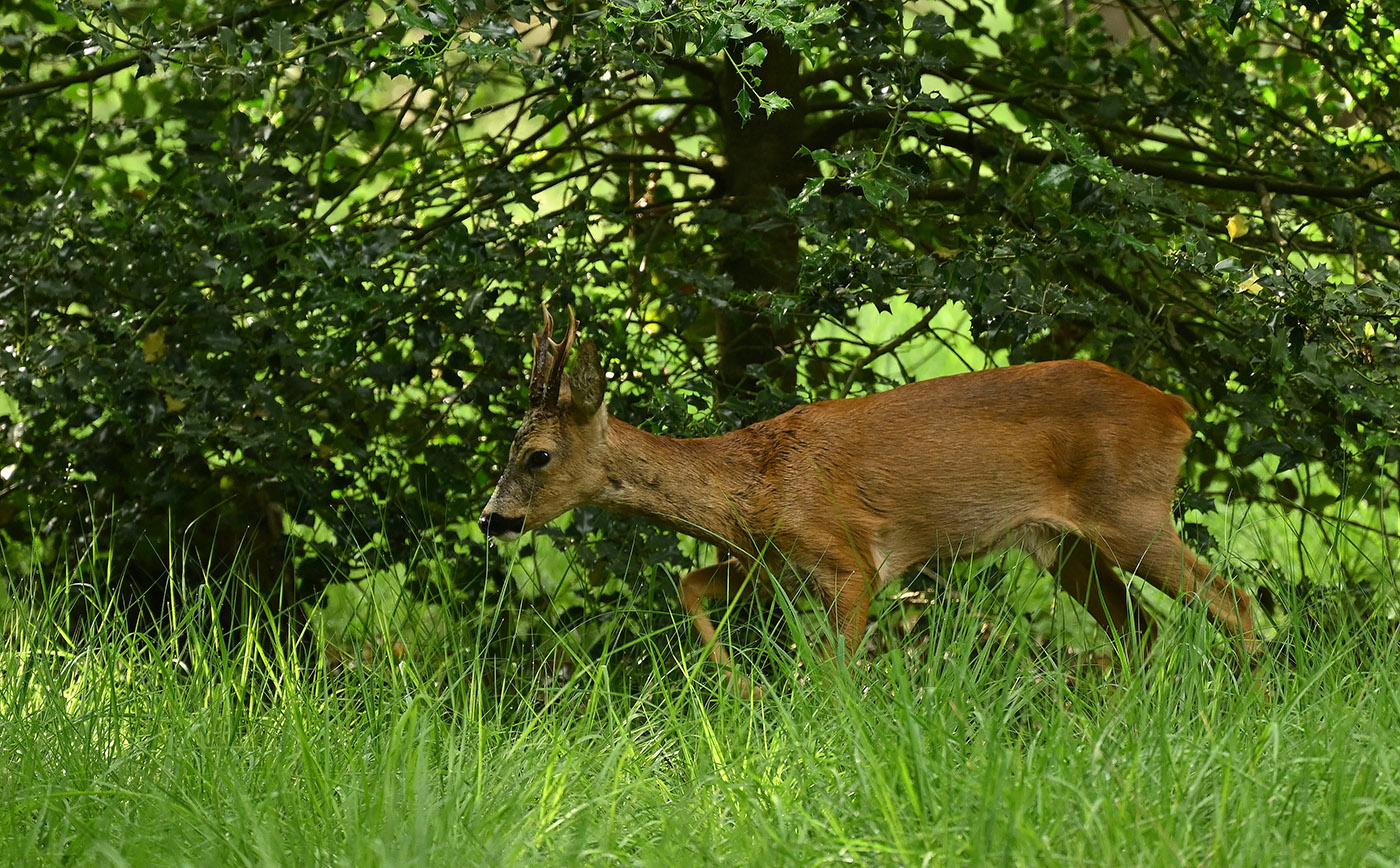 Rehbock