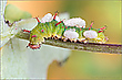 Parasitoide