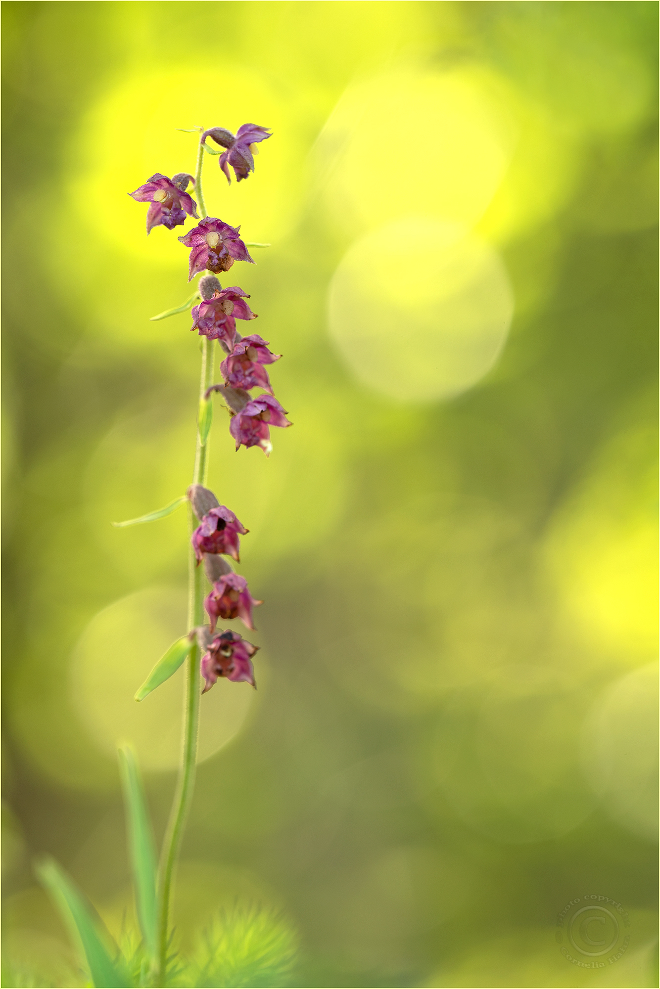 Braunrote Stendelwurz (Epipactis atrorubens)