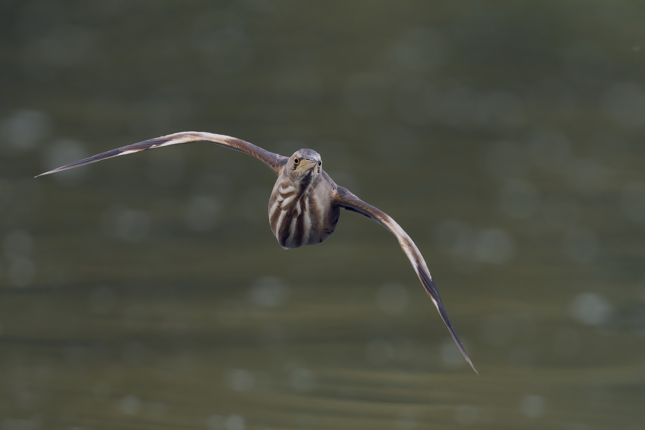 Zwergdommel im Flug