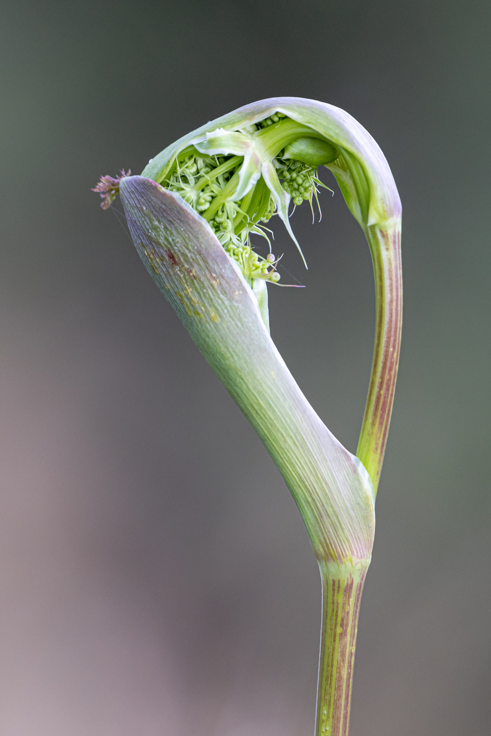 Entfaltung