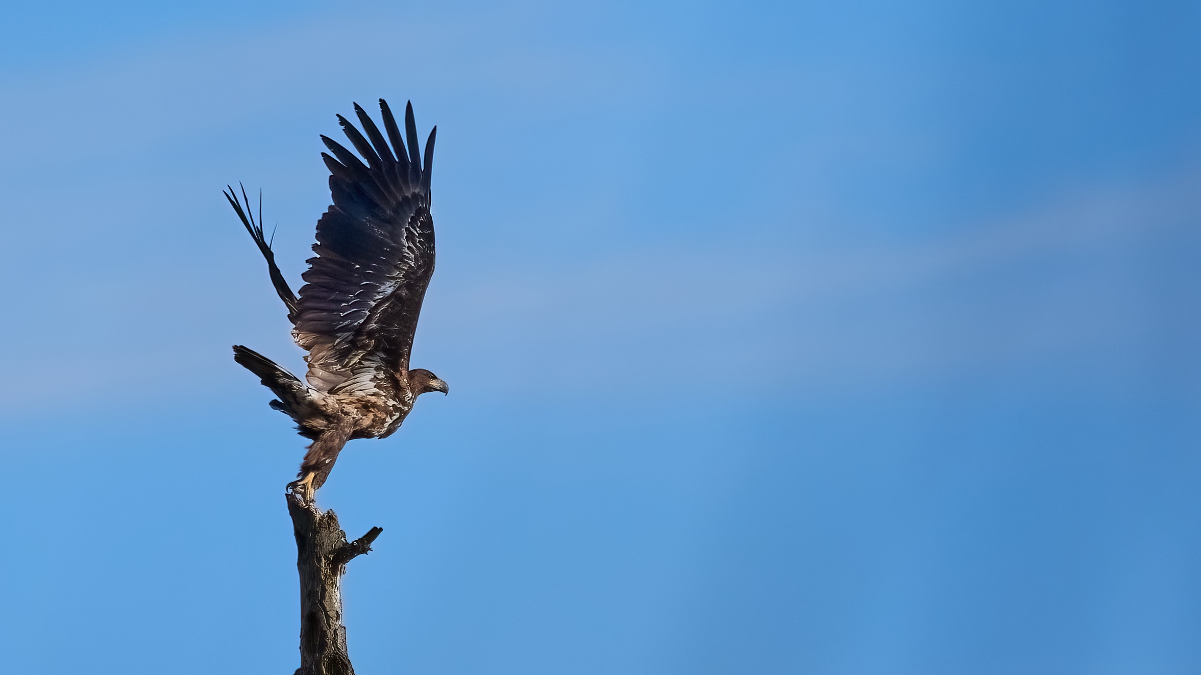 Seeadler in der Abendsonne