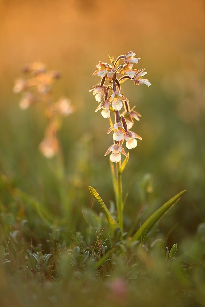 Auf der Orchideen-Wiese