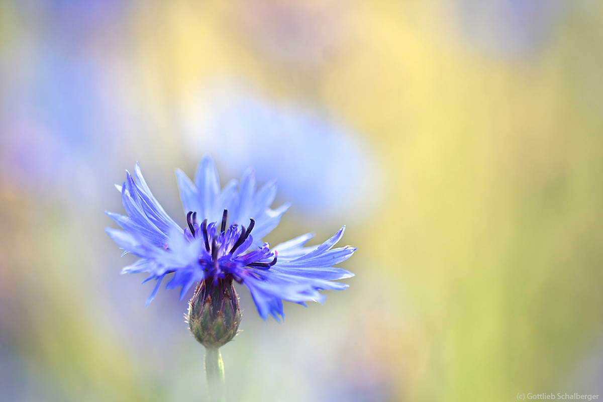 Kornblume mit Gloriole