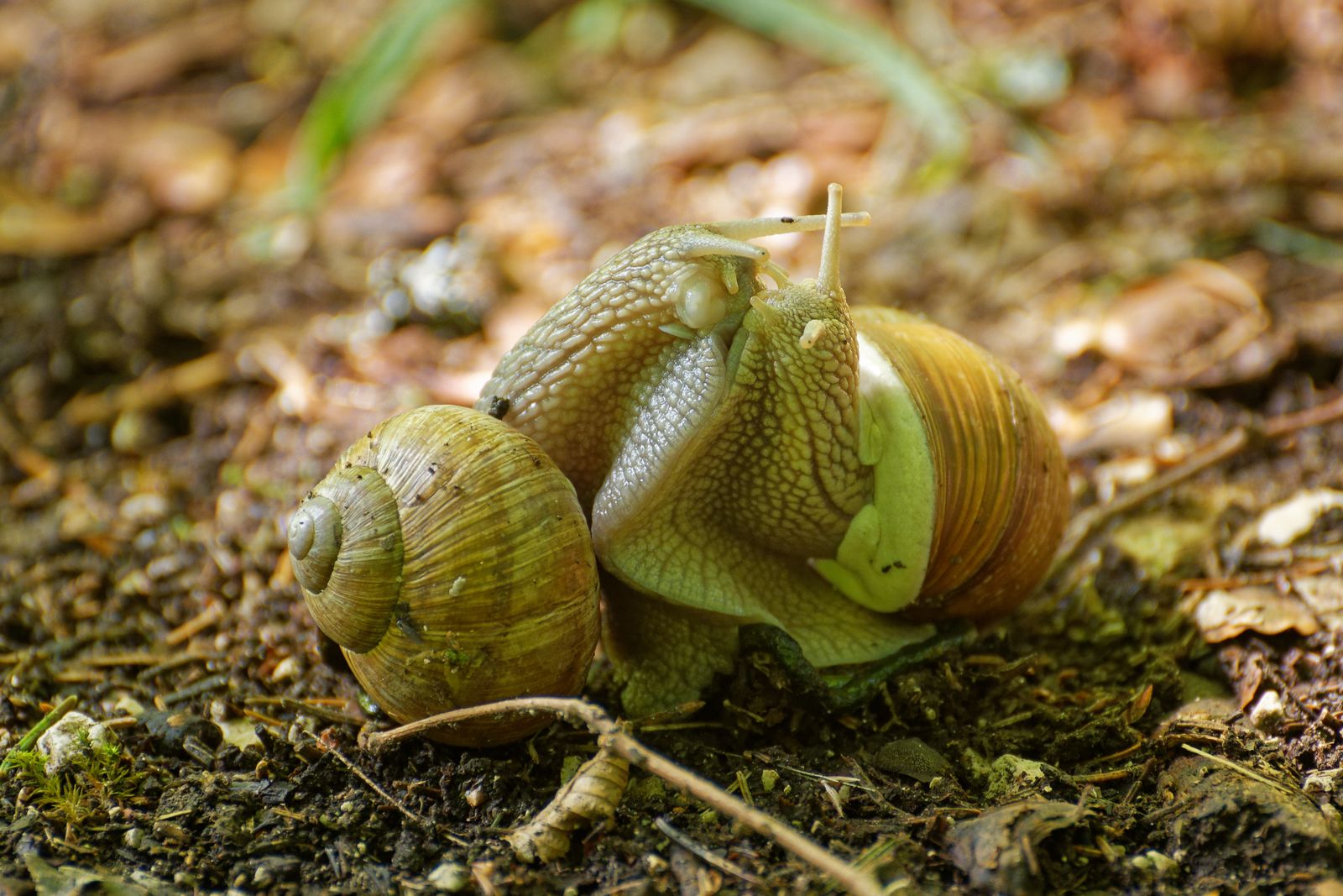 Weinbergschnecken