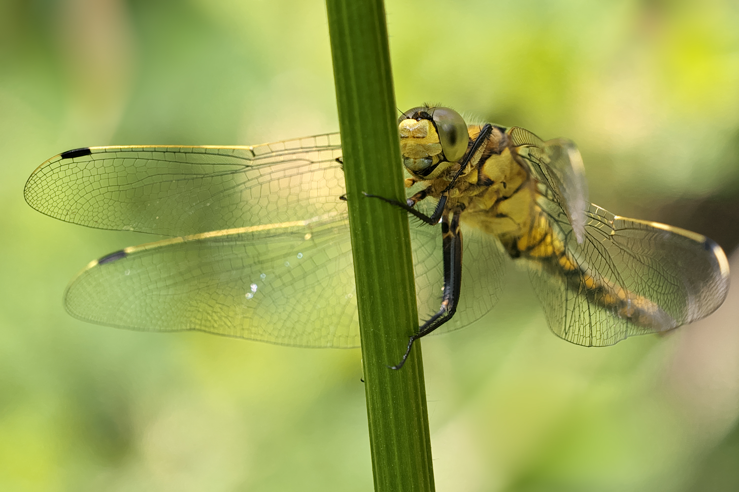 Großer Blaupfeil ♀