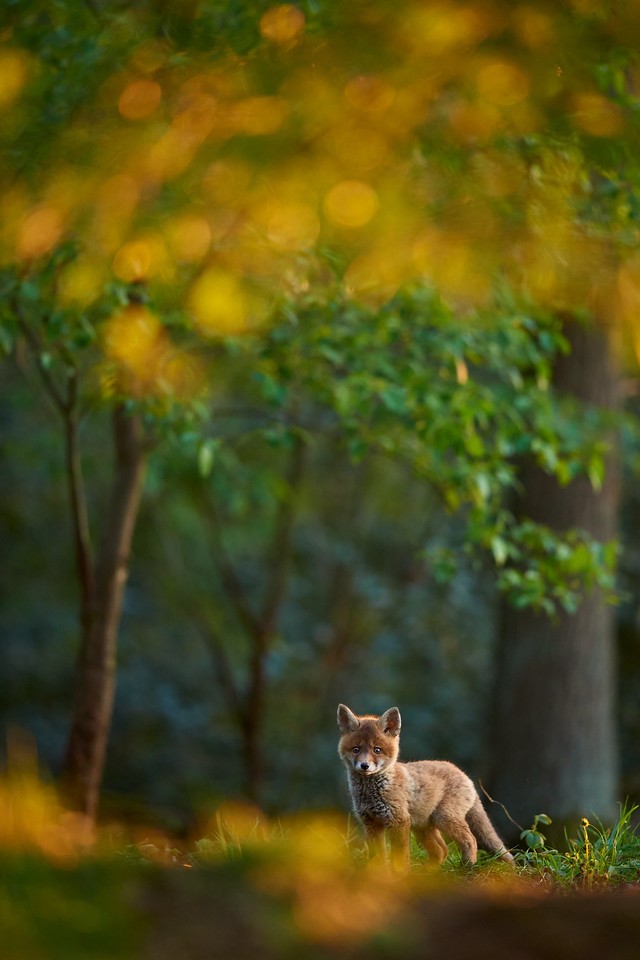 Im Lichterwald