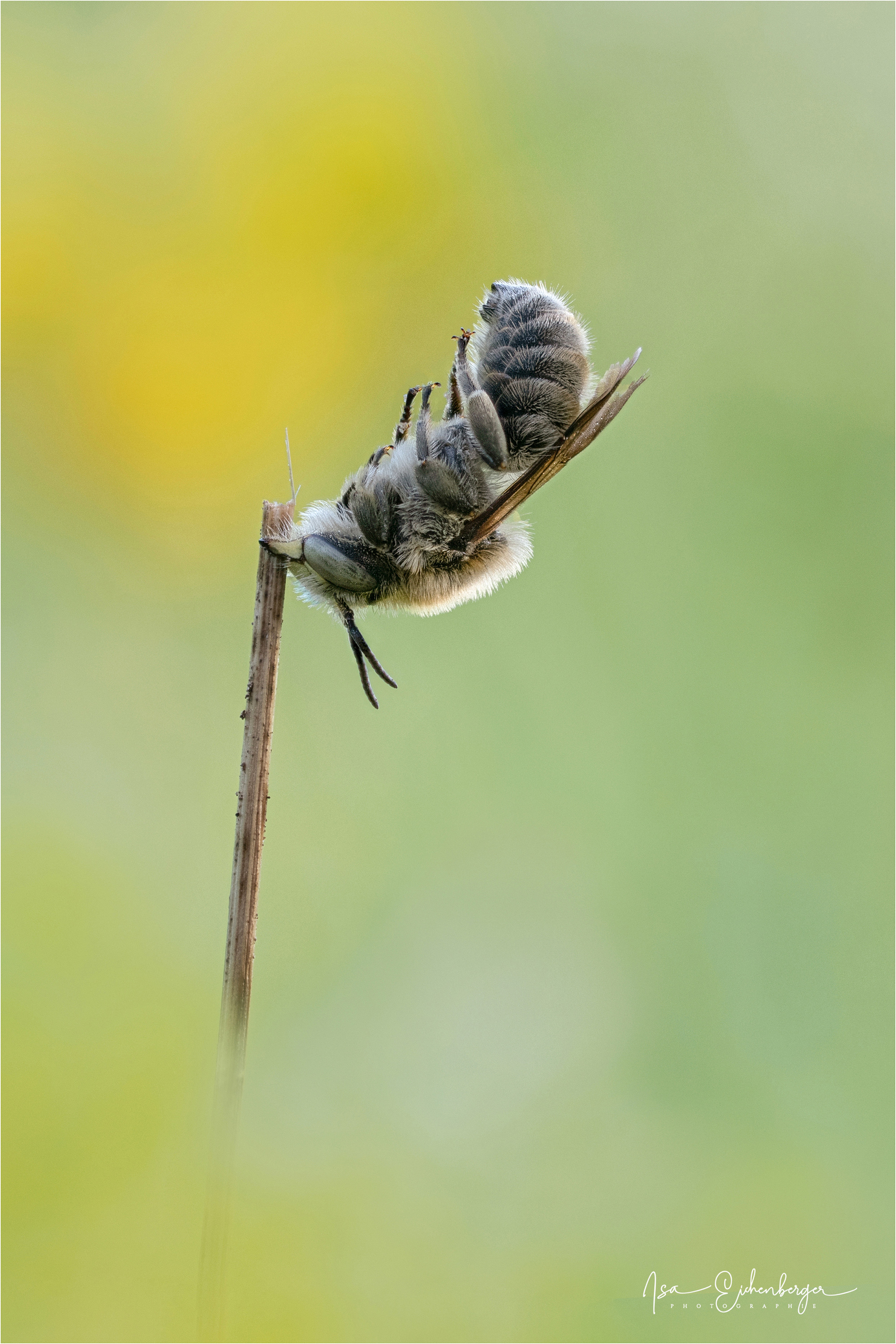 Hochstand - Wildbiene in der Schlafposition