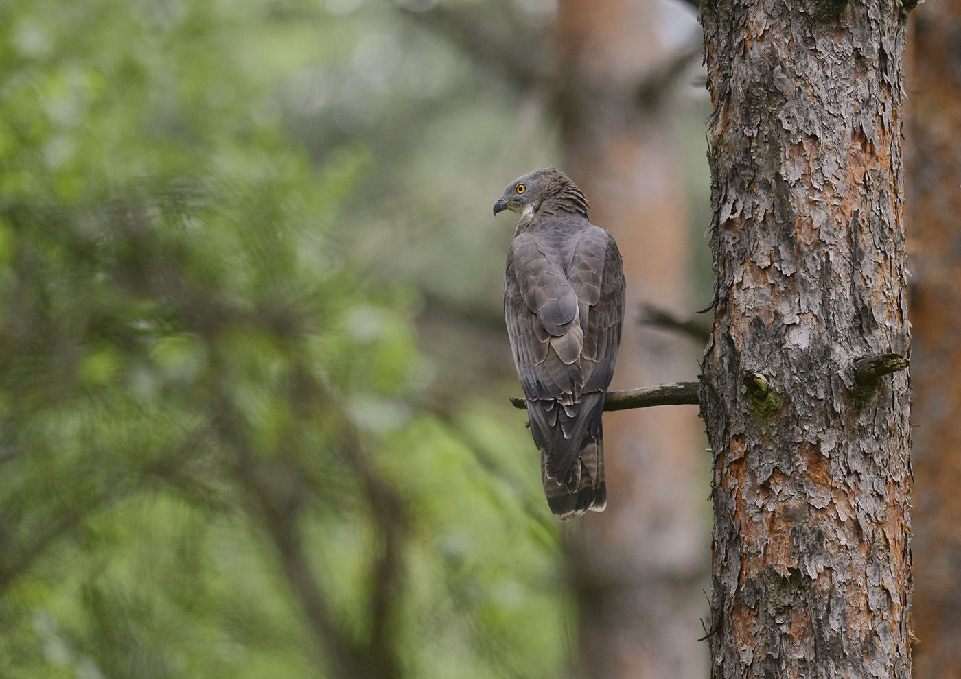 Wespenbussard