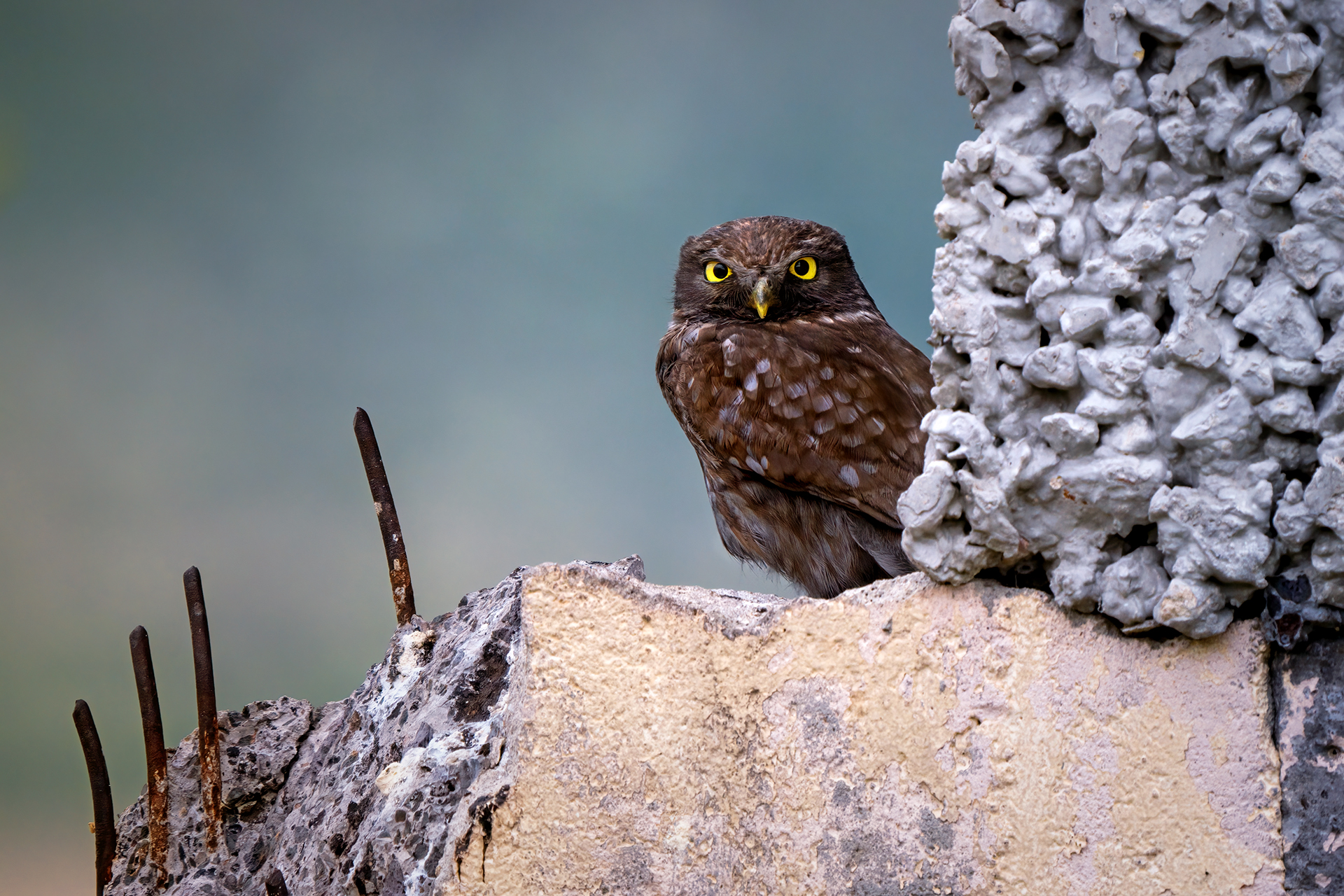 Der Ruinenwächter
