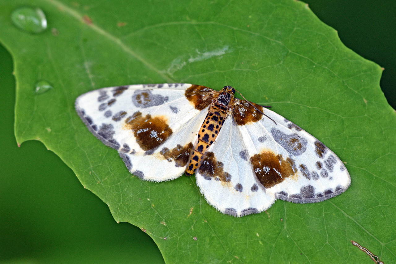 Harlekin