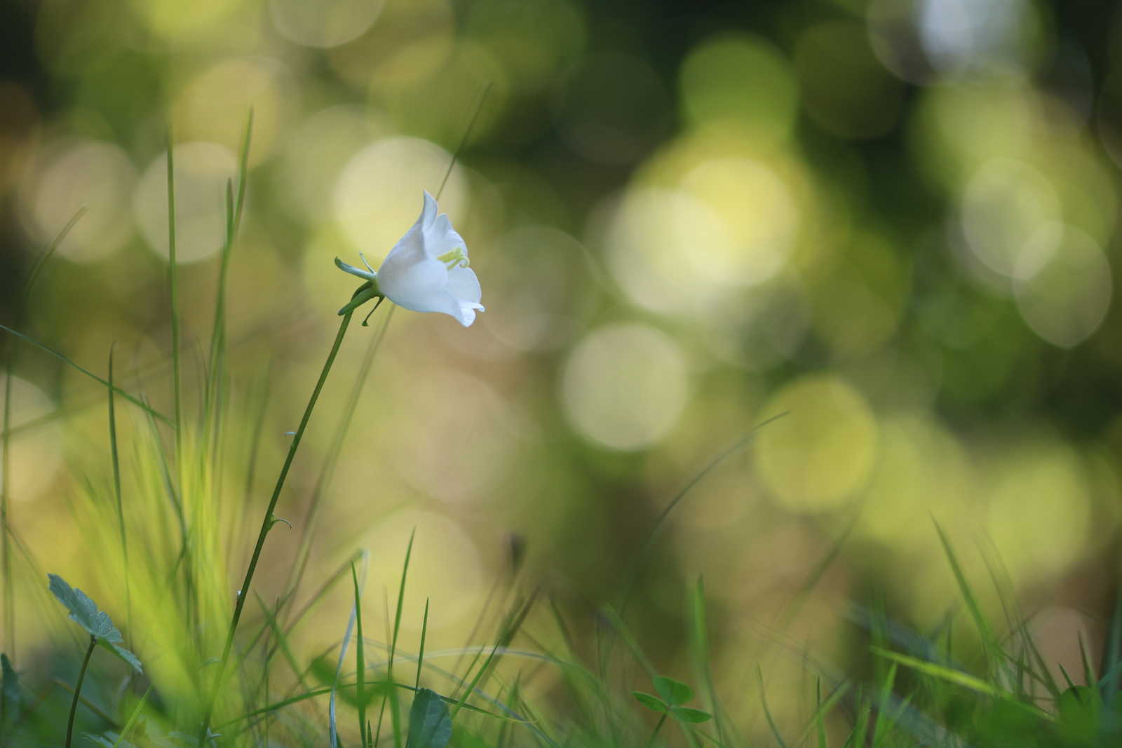 Glockenblume