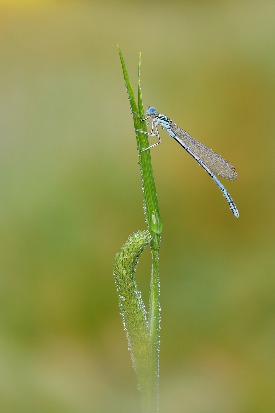 Federlibelle