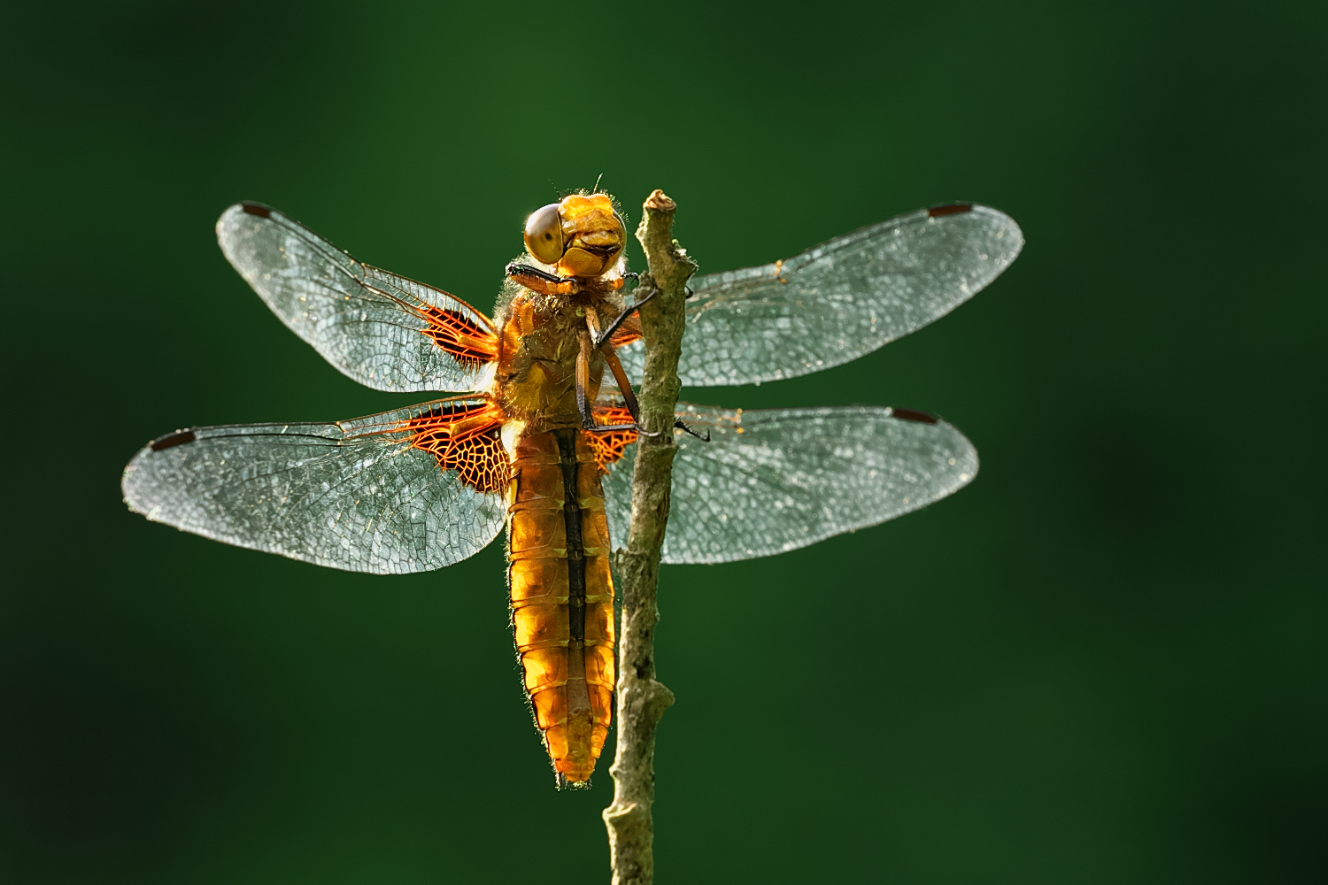 Plattbauch ♀
