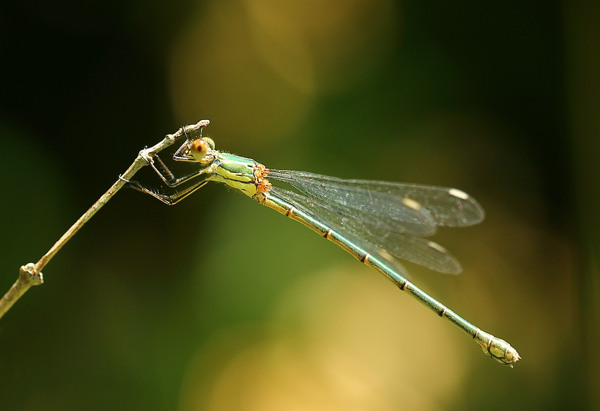 Kleinlibelle
