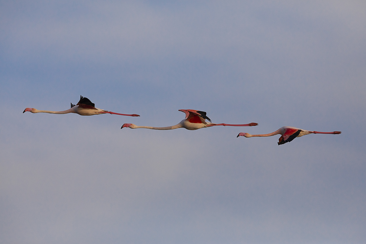 Rosa Flamingo – Phoenicopterus roseus