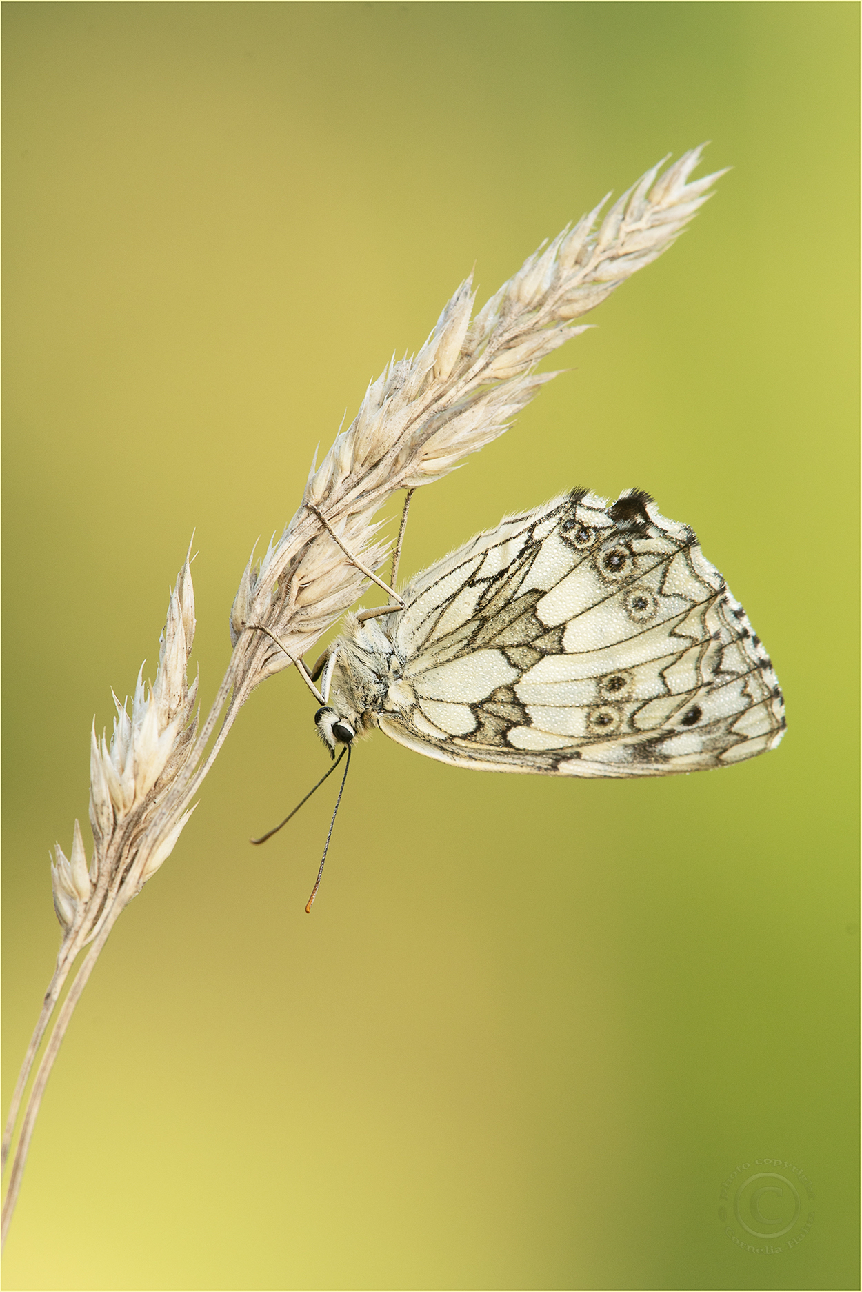 Schachbrett (Melanagria galathea)