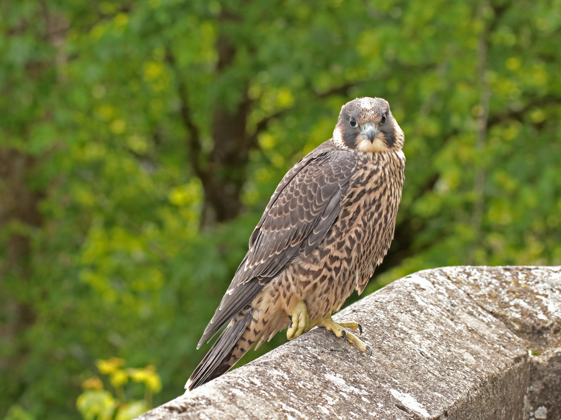 Junger Wanderfalke ganz nah (Forum für Naturfotografen)