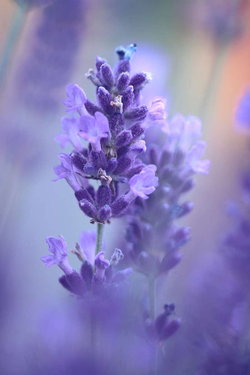 Lavendelessenz