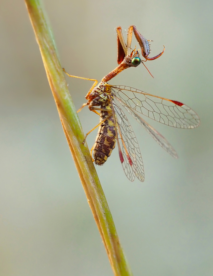 Steirischer Fanghaft (Mantispa styriaca)