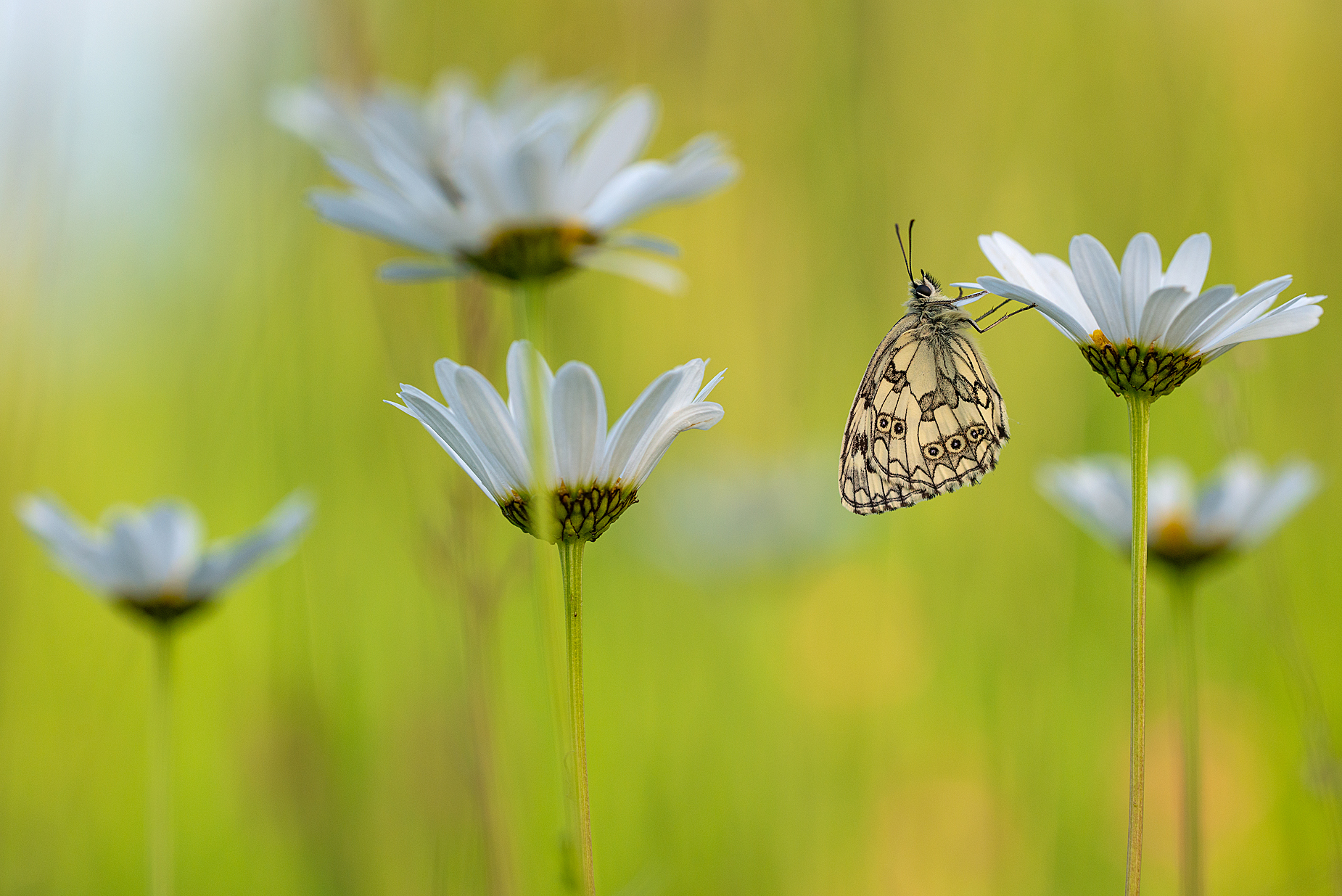 Sommerwiese