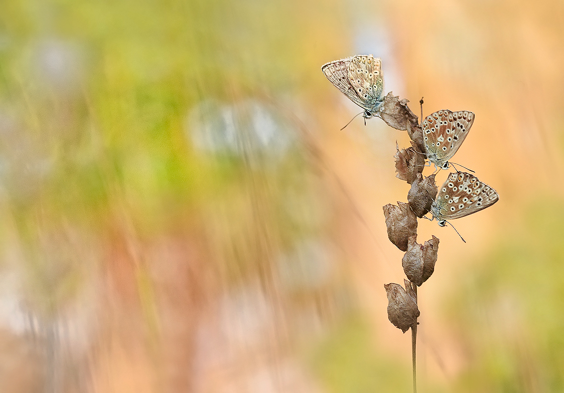 Polyommatus Coridon ...,