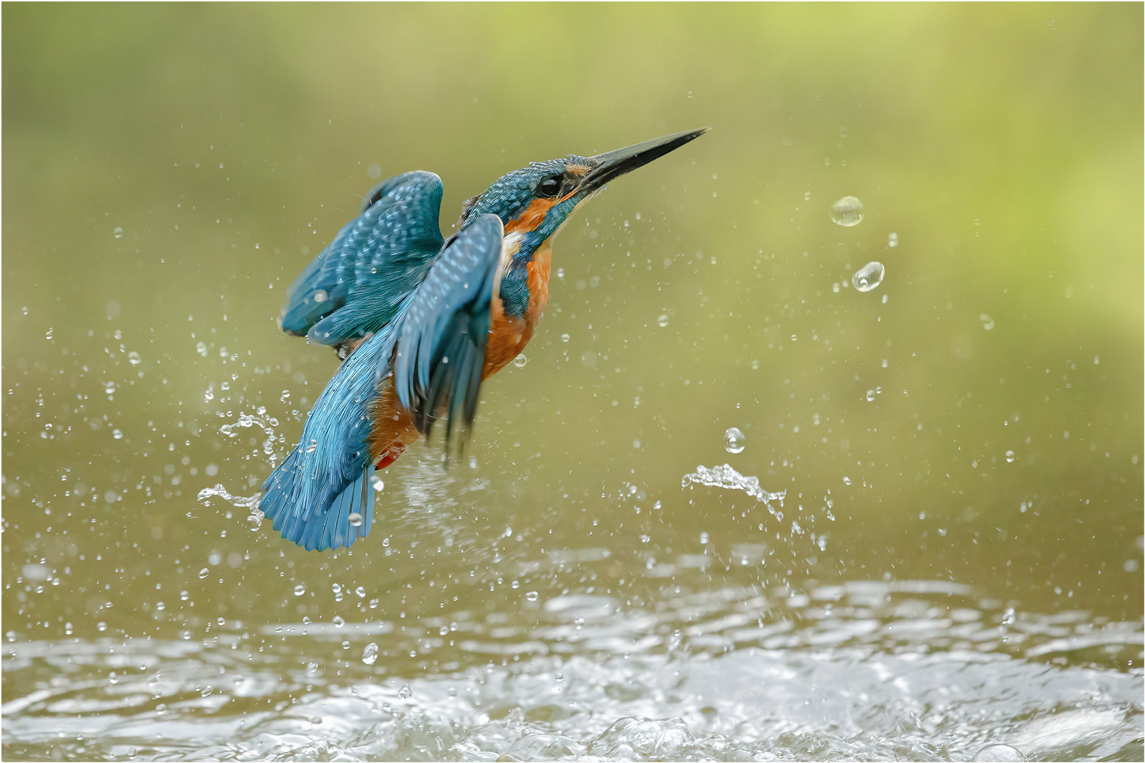 Eisvogel