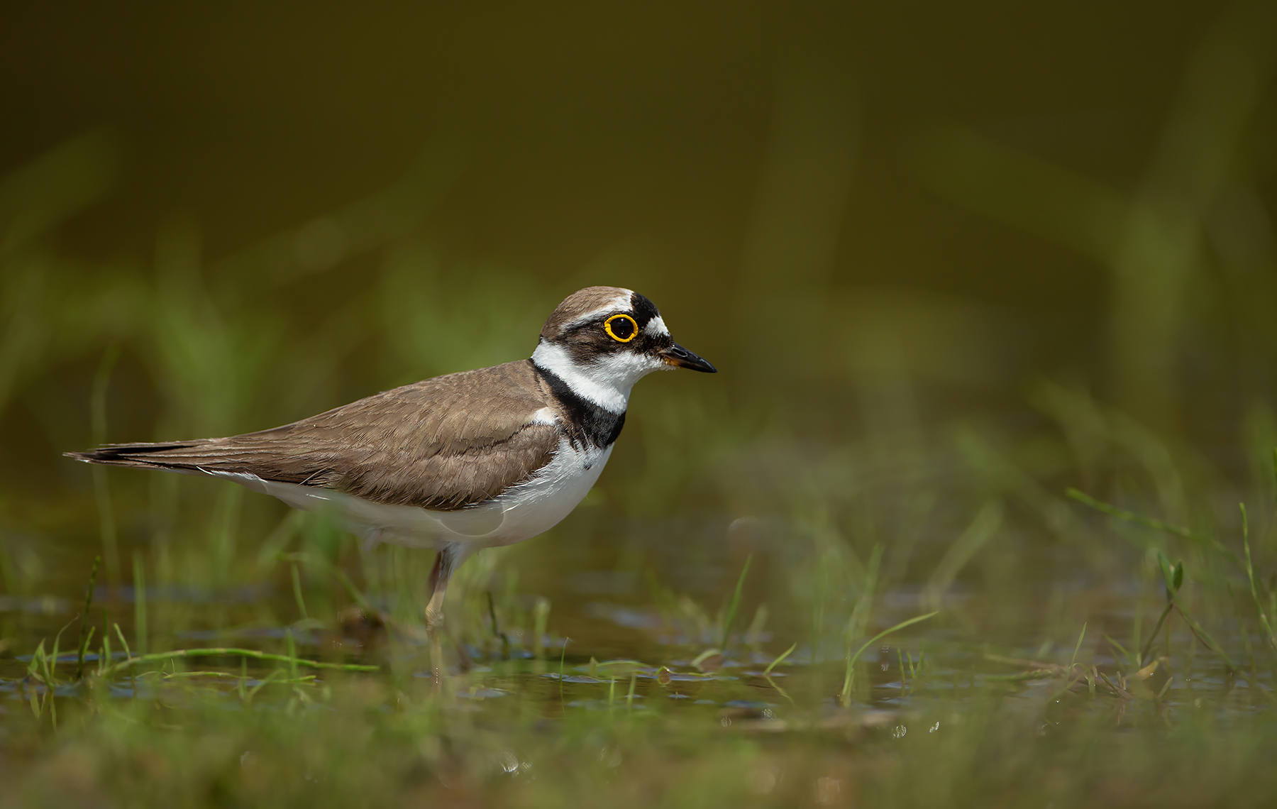Flussregenpfeifer (Charadrius dubius)