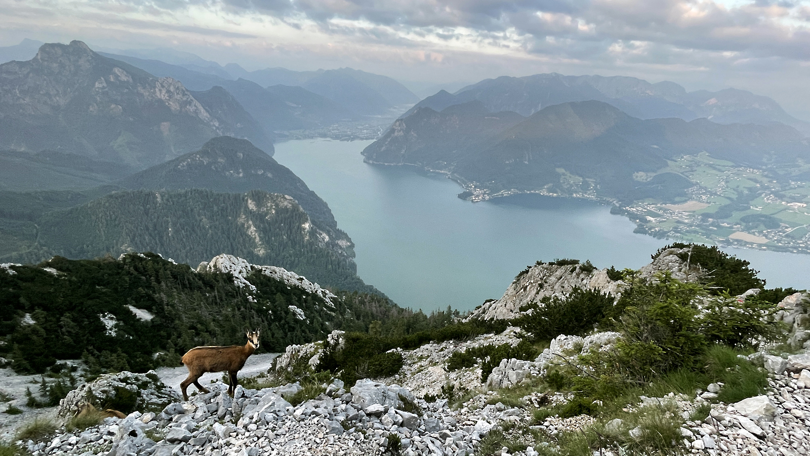 Der Traunstein und die Gams